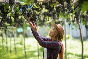 Freedom Brokers/ winery vineyard insurance